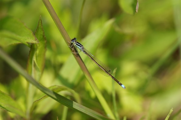 TAMRON SP AF90mm F/2.8 Di MACRO 1:1 (Model272E) (ｿﾆｰ用) レビュー