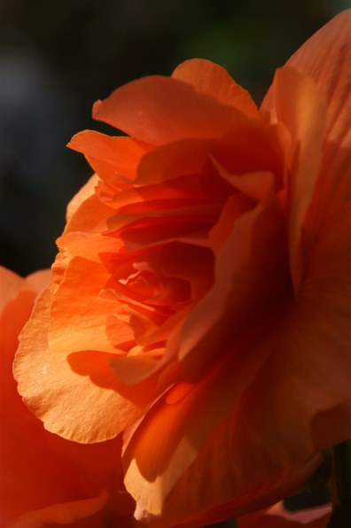 TAMRON 18-270mm F/3.5-6.3 Di II PZD (Model B008) [ソニー用