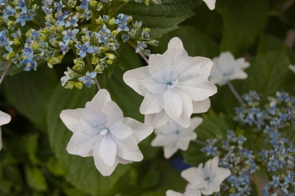 コシナ フォクトレンダー COLOR SKOPAR 20mm F3.5 SLII Aspherical