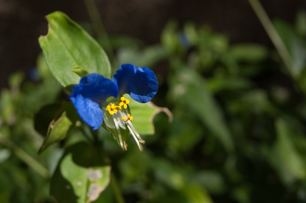 コシナ フォクトレンダー COLOR SKOPAR 20mm F3.5 SLII Aspherical