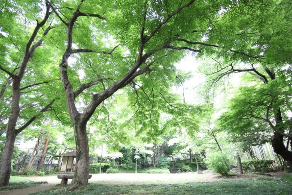 TOKINA AT-X 17-35 F4 PRO FX 17-35mm F4 [キヤノン用]投稿画像