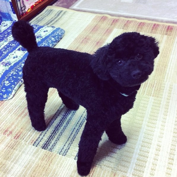 小型犬 トイ プードル レビュー評価 評判 価格 Com