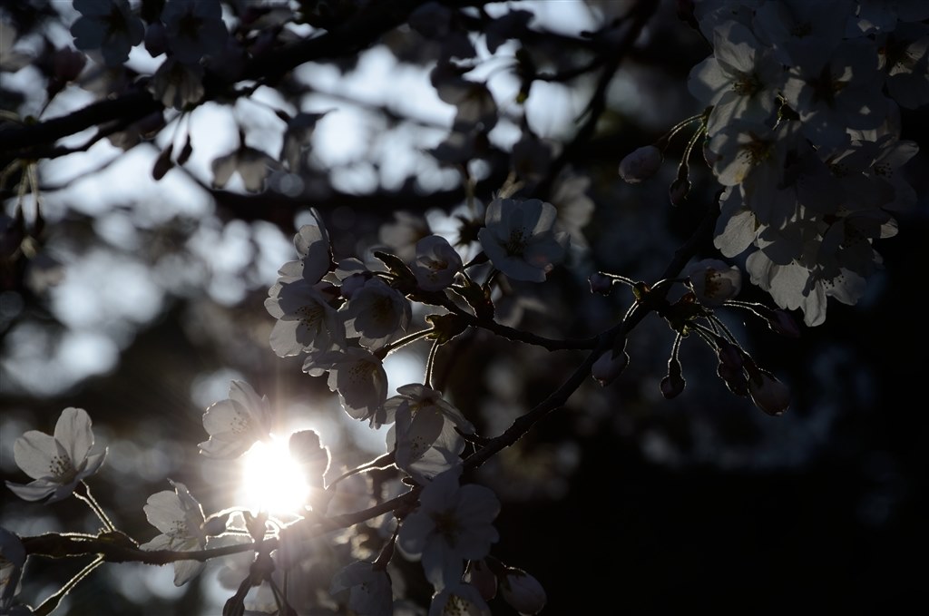 D7000で風景用として使用してました。』 ニコン AF-S DX NIKKOR 16