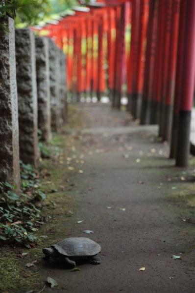 CANON EF28-70mm F2.8L USM投稿画像・動画 (レビュー) - 価格.com