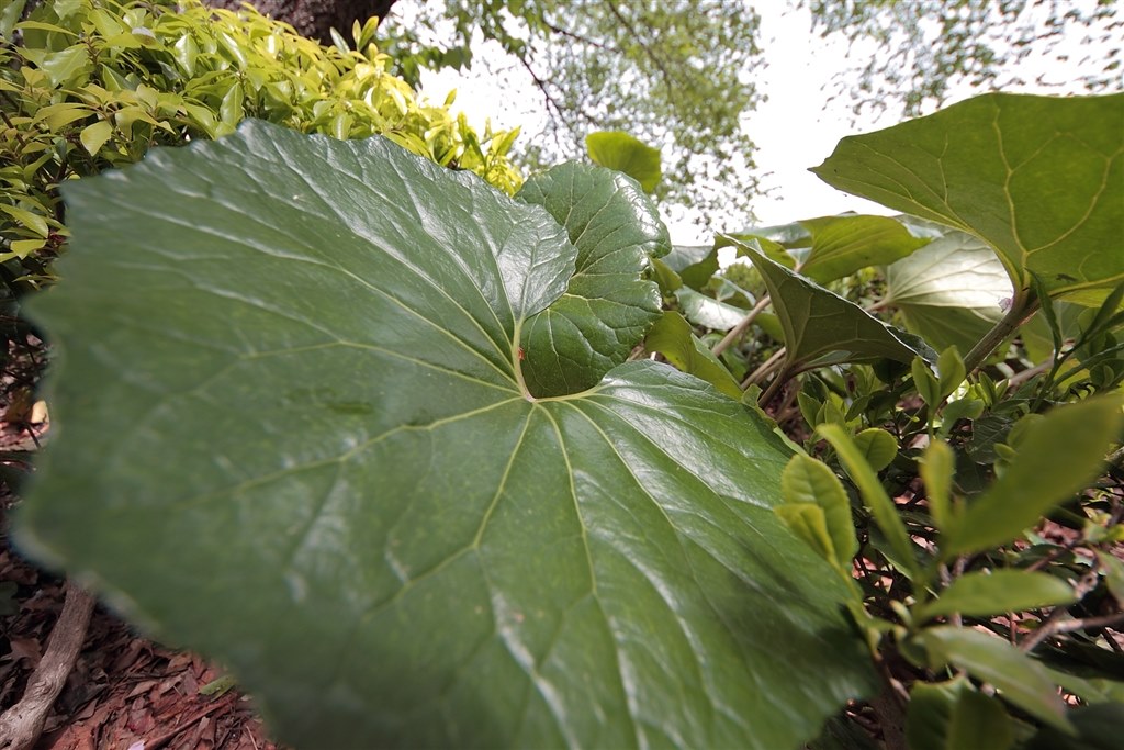 フルサイズ１７ｍｍとの比較 シグマ 8 16mm F4 5 5 6 Dc Hsm キヤノン用 エヴォンさんのレビュー評価 評判 価格 Com