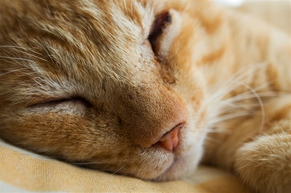 シグマ 24mm F1.8 EX DG ASPHERICAL MACRO (ニコン用)投稿画像・動画