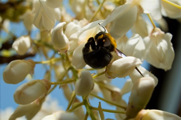 シグマ 24mm F1.8 EX DG ASPHERICAL MACRO (ニコン用)投稿画像・動画