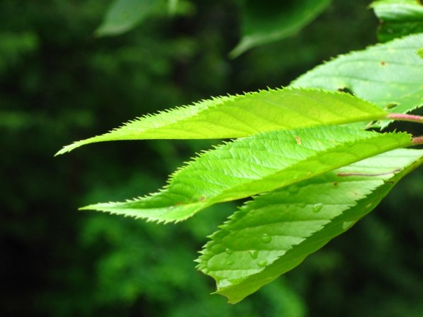 CANON PowerShot A570 IS 価格比較 - 価格.com