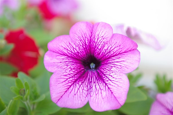 シグマ 24-70mm F2.8 EX DG MACRO (ﾍﾟﾝﾀｯｸｽ AF)投稿画像・動画 - 価格.com