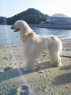Amazon.co.jp: アフガンハウンド (愛犬の友犬種別シリーズ