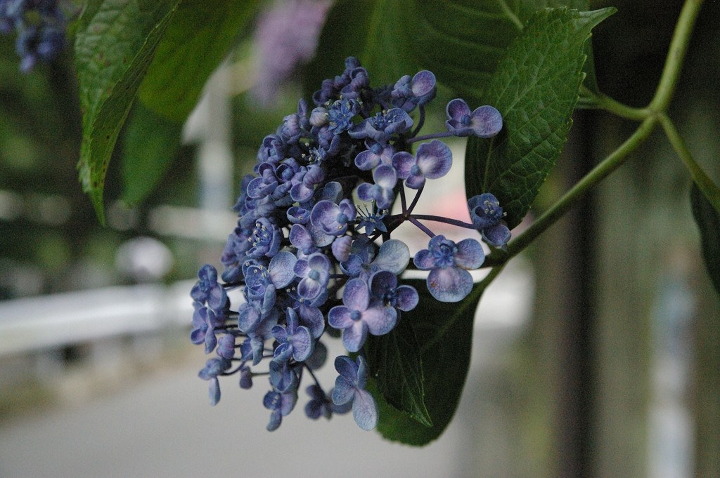 やはり名機・・・』 ペンタックス PENTAX K100D Super ボディ