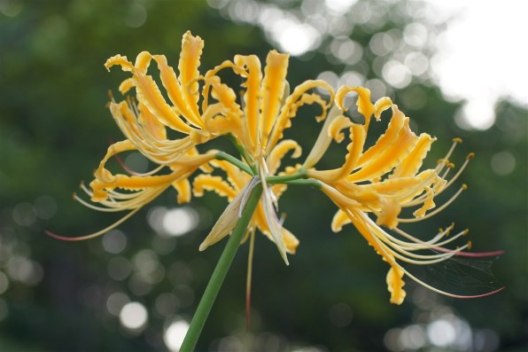 シグマ MACRO 50mmF2.8 EX DG (ﾐﾉﾙﾀ AF) レビュー評価・評判 - 価格.com