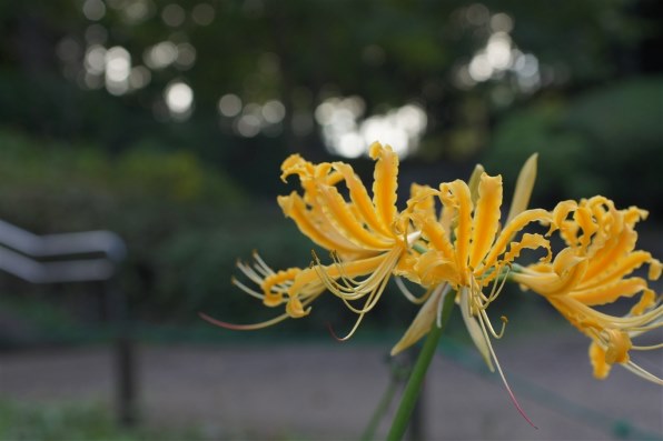 シグマ MACRO 50mmF2.8 EX DG (ﾐﾉﾙﾀ AF) レビュー評価・評判 - 価格.com