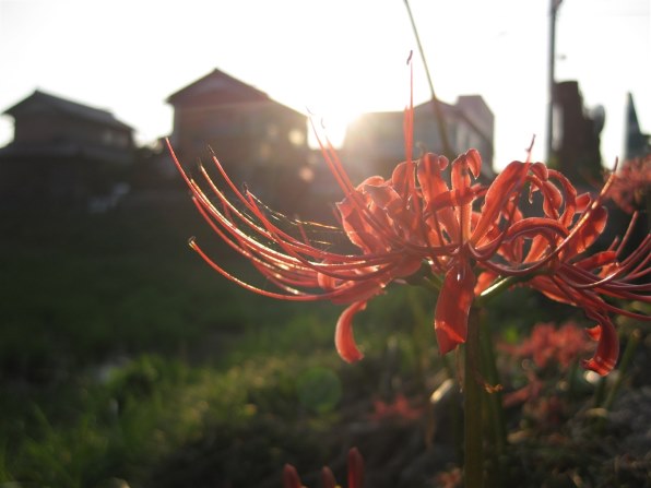 撮影OK Canon IXY DIGITAL 95 IS CANON IXY DIGITAL 95 IS投稿画像