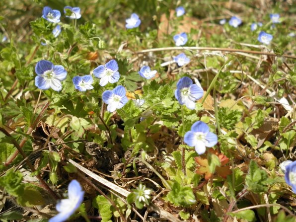 OLYMPUS - FE-4050 シルバー M222 OLYMPUS - FE-4050 シルバー M222の通販 by エコスタ