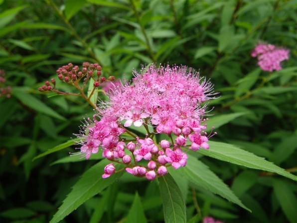 ♥️動作品２台♥️特別仕様w80pペンタックス★カシオV8 ♥️動作品2台♥️特別仕様w80pペンタックス☆カシオV8 楽天市場