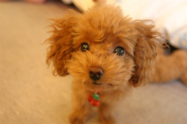 小型犬 トイ プードル レビュー評価 評判 価格 Com