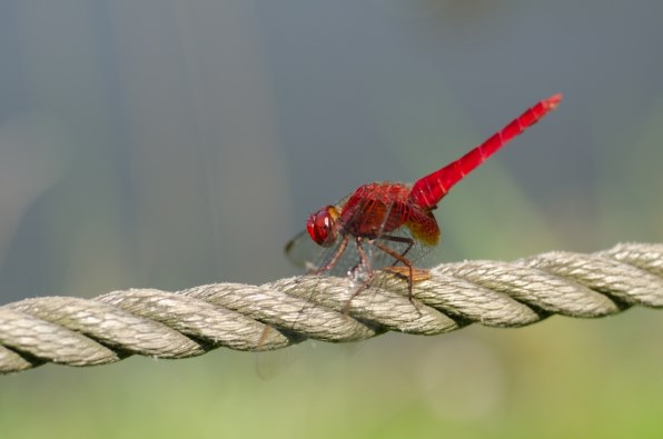 コシナ APO-LANTHAR 90mm F3.5 SL II Close Focus (ニコンAi-S)投稿