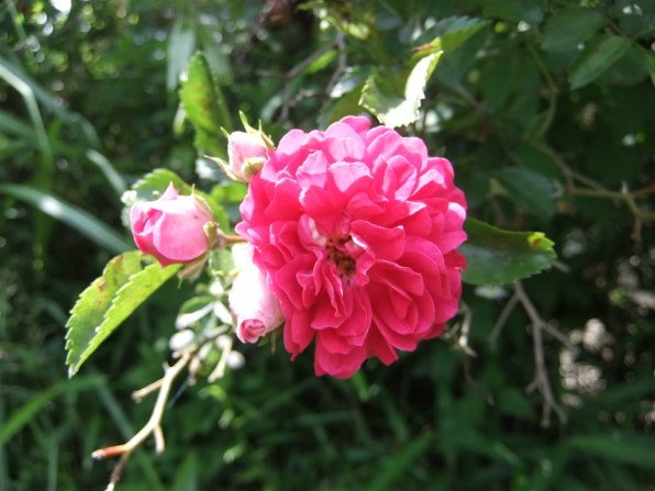 FUJIFILM FINEPIX F80EXR PINK ピンク 富士フイルム FinePix F80EXR