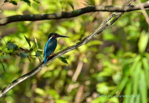 ニコン AI AF-S Nikkor 300mm f/4D IF-ED [ライトグレー] レビュー評価