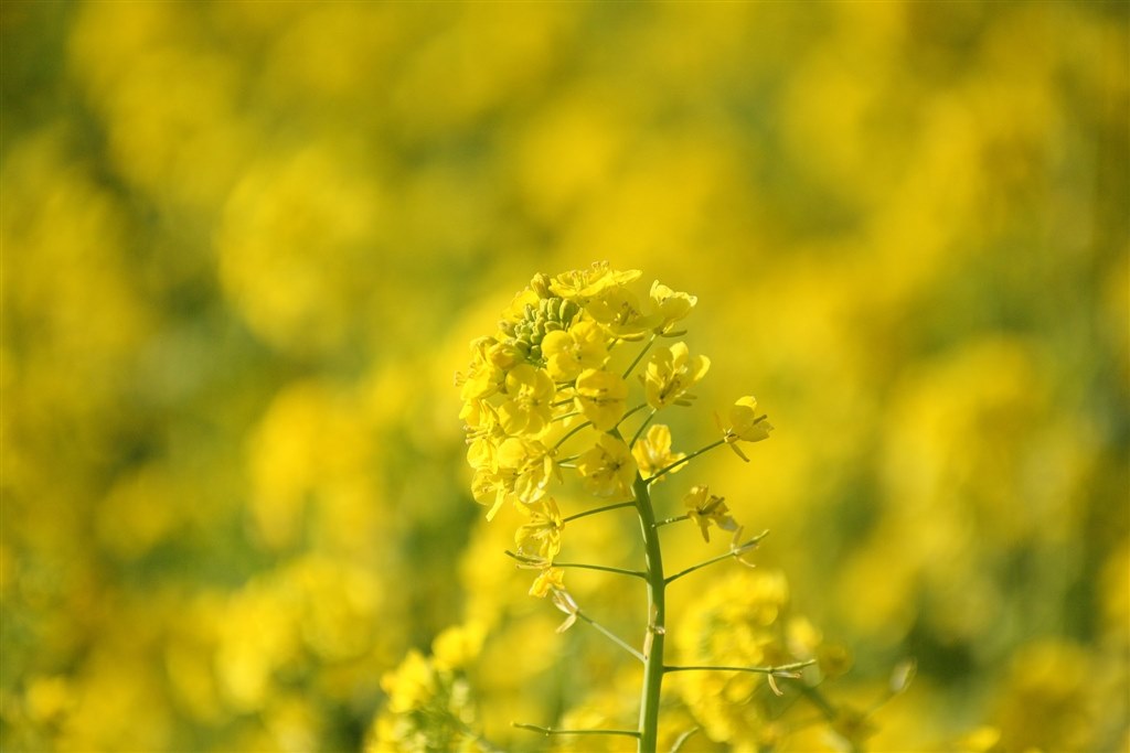 TOKINA AT-X 535 PRO DX 50-135mm F2.8 (ｷﾔﾉﾝ用) アリ～さんのレビュー