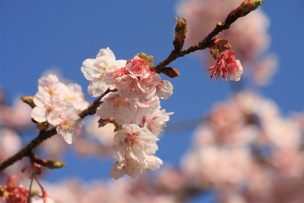 TOKINA AT-X 535 PRO DX 50-135mm F2.8 (ｷﾔﾉﾝ用) アリ～さんのレビュー