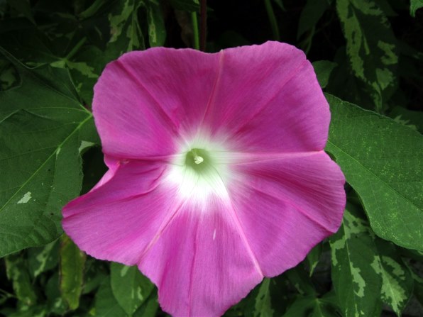 Canon PowerShot A3300 IS ピンク Canon Powershot A3300 IS ピンク Canon introduces PowerShot A3300