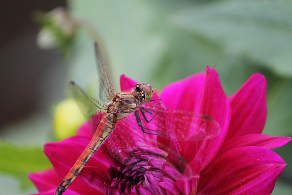 機能は少ないが画質は合格』 CANON EOS Kiss X50 こだわりスナップ