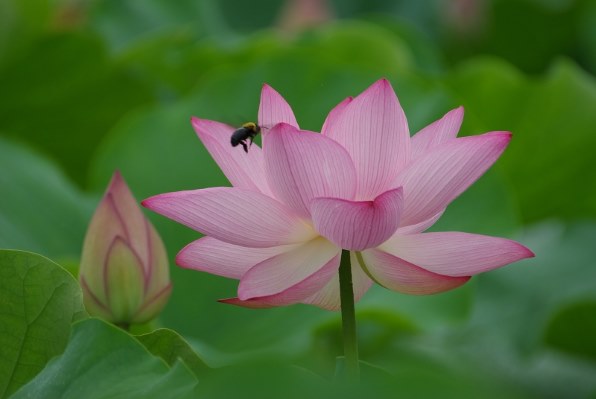 シグマ APO 170-500mm F5-6.3 DG (ﾍﾟﾝﾀｯｸｽ AF)投稿画像・動画 - 価格.com