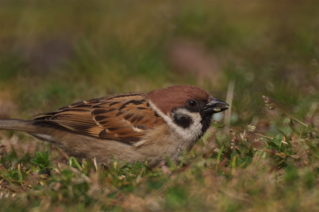 nikon 1000mm f11 review