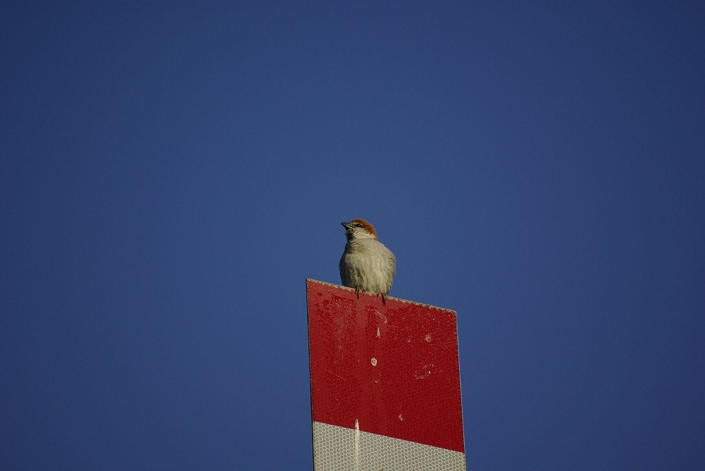 ペンタックス smc PENTAX-DA 55-300mm F4-5.8ED RG-Γさんの