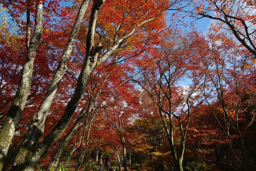 雅」はやっぱり素敵です』 ペンタックス PENTAX K200D ボディ みなとまちのおじさんさんのレビュー評価・評判 - 価格.com