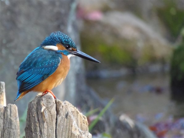 【美品】オールドデジカメ オリンパス SP-810UZ 作例有 36倍ズーム オリンパス、光学36倍ズーム搭載「SP-810UZ」 - 価格.com