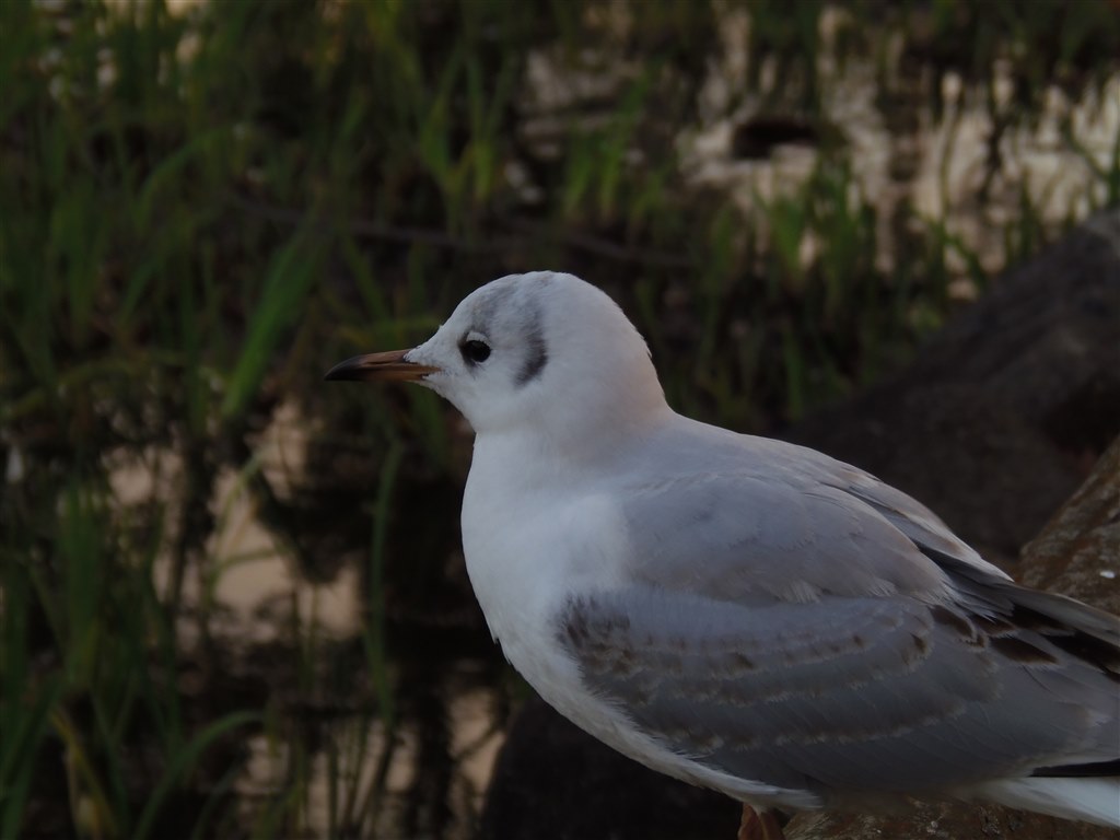 鳥撮りに最高！』 オリンパス OLYMPUS SP-810UZ TT7さんの