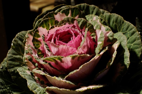 TOKINA AT-X M35 PRO DX 35mm F2.8 (ﾆｺﾝ用)投稿画像・動画 - 価格.com