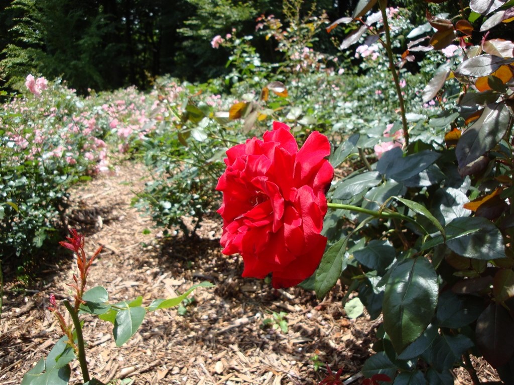 動画は最高 Sony サイバーショット Dsc Hx7v N ゴールド Avノスタルジーさんのレビュー評価 評判 価格 Com 動画は最高 Sony サイバーショット Dsc Hx7v N ゴールド Avノスタルジーさんのレビュー評価 評判 価格 Com