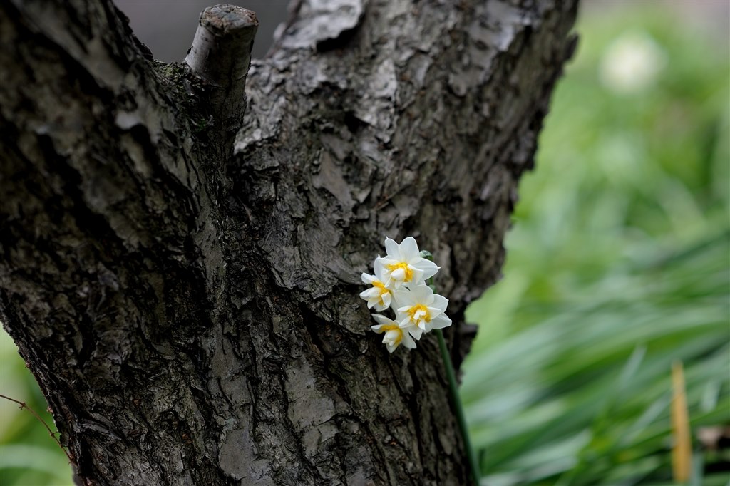 一生ものの銘玉』 ニコン AI AF Nikkor 85mm f/1.4D IF kyonki 一生ものの銘玉』 ニコン AI AF Nikkor 85mm f/1.4D IF kyonki