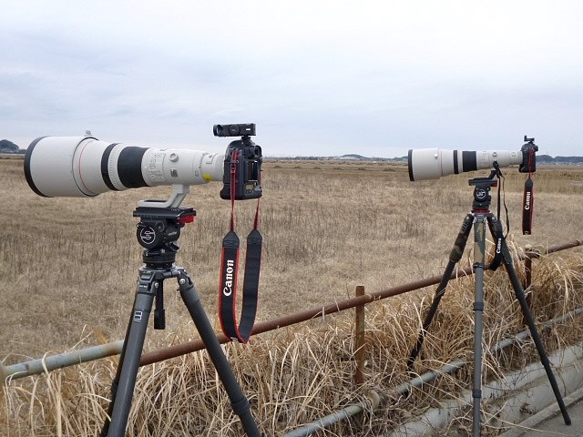 私にはなくてはならない素晴らしいスーパーレンズ！』 CANON EF800mm F5.6L IS USM Mr.マーチンさんのレビュー評価・評判 -  価格.com