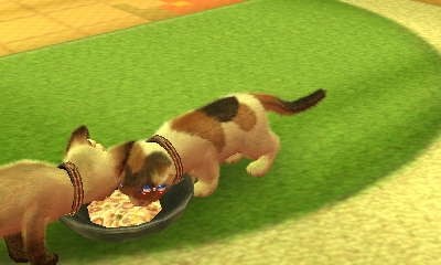 任天堂 nintendogs + cats 柴u0026Newフレンズ投稿画像・動画 - 価格.com