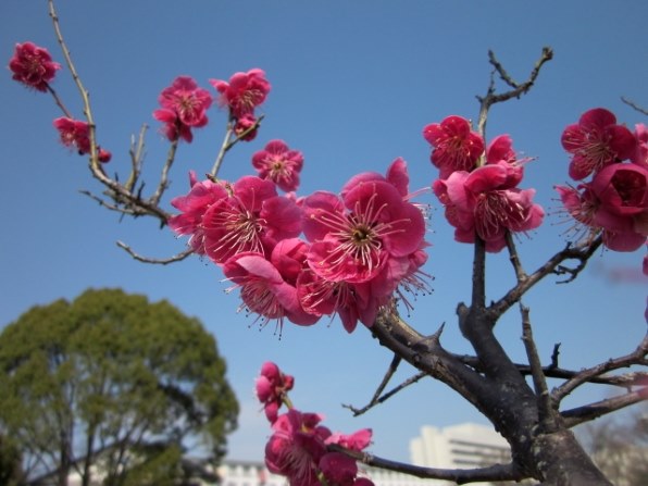 [完動品] Canon IXY 200F ピンク デジカメ 作例あり Amazon | Canon デジタルカメラ IXY 200F ピンク IXY200F(PK