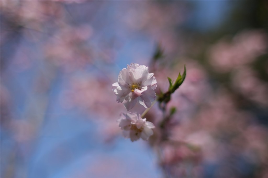 APS-Cで標準単焦点なら。。。これ！！』 CANON EF28mm F1.8 USM