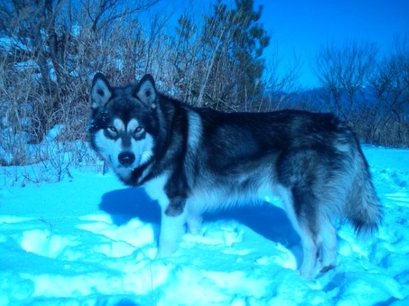 大型犬 アラスカン マラミュート投稿画像 動画 レビュー 価格 Com