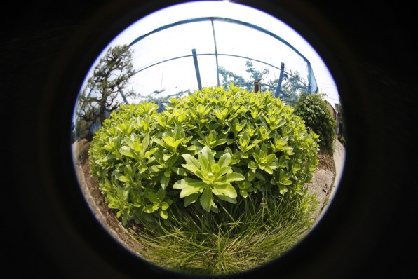 シグマ 8mm F3.5 EX DG CIRCULAR FISHEYE (ｷﾔﾉﾝ用)投稿画像・動画