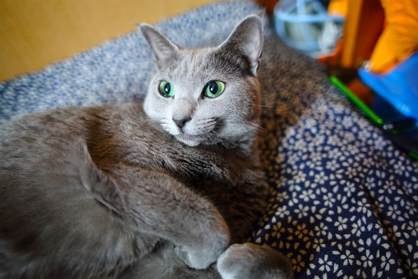 シグマ 28mm F1.8 EX DG ASPHERICAL MACRO投稿画像・動画 - 価格.com