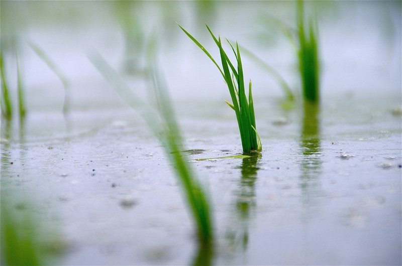 純粋に素晴らしいレンズ。』 TAMRON AF 18-200mm F/3.5-6.3 XR 純粋に素晴らしいレンズ。』 TAMRON AF 18-200mm F/3.5-6.3 XR