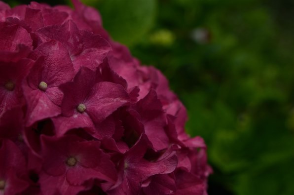 シグマ 24mm F1.8 EX DG ASPHERICAL MACRO (ニコン用)投稿画像・動画