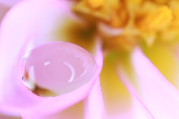 CANON MP-E65mm F2.8 1-5x マクロフォト投稿画像・動画 - 価格.com