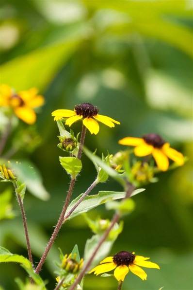 ☆コスパ最強☆本格入門☆ キャノン EOS 10D♫ ☆ EOS 10D - キヤノンカメラミュージアム