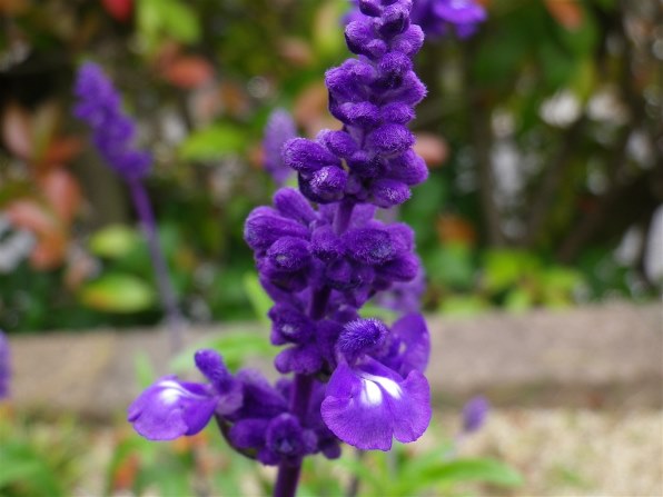 PENTAX Optio RZ10 パープル 本体　ややべたつき Pentax Optio RZ10 Review - Trusted Reviews