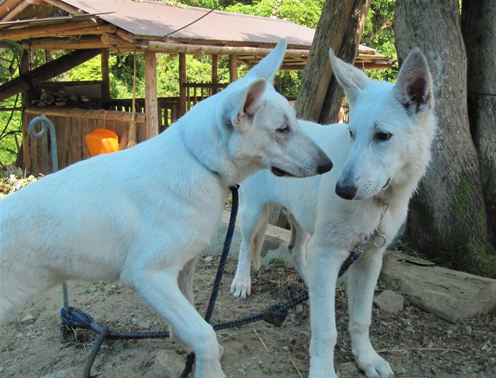 素晴らしい犬です 大型犬 ホワイト シェパード ドッグ こちみか局長さんのレビュー評価 評判 価格 Com